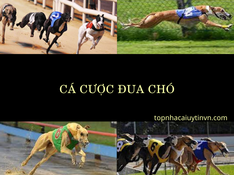 cá cược đua chó